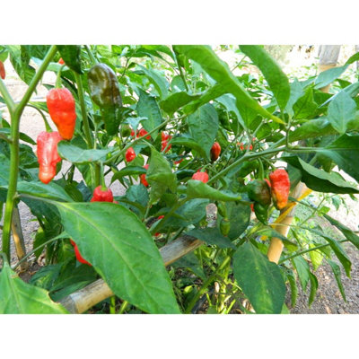 Naga Morich Chilli Seeds10 Fresh Seeds