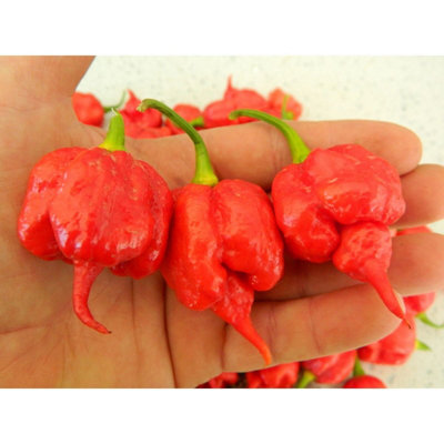 Naga Viper Brain Chilli Seeds10 Fresh Naga Pepper Seeds