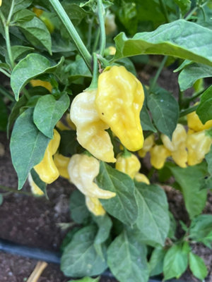 Naga White Chilli Seeds10 Fresh Seeds
