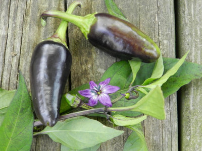 Black Jalapeno Seeds10 Fresh Seeds from B&Q