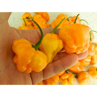 Scotch Bonnet Trenton Fm Chilli Seeds10 Fresh Seeds