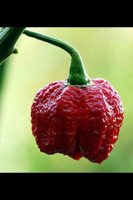 7 Pot Infinity Chilli Seeds10 Fresh Seeds