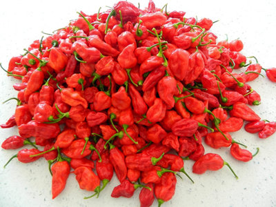 Bhut Jolokia Red Chilli Seeds  10 Fresh Seeds