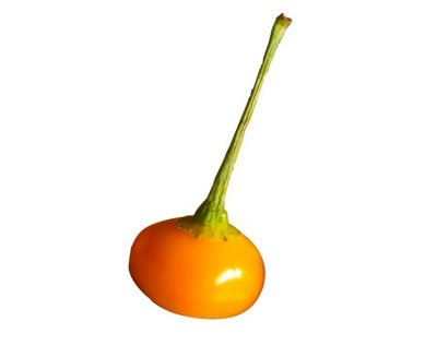 Monkey Nipple Capezzoli Di Scimmia Chilli Seeds10 Fresh Seeds