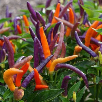 Eureka Chilli Seeds10 Fresh Seeds from B&Q