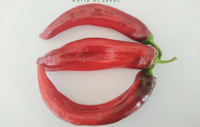 Jalapeno Chernobyl Chilli Seeds10 Fresh Seeds from B&Q