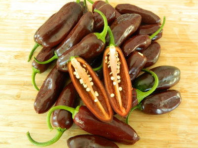 Brown Jalapeno Seeds10 Fresh Seeds from B&Q
