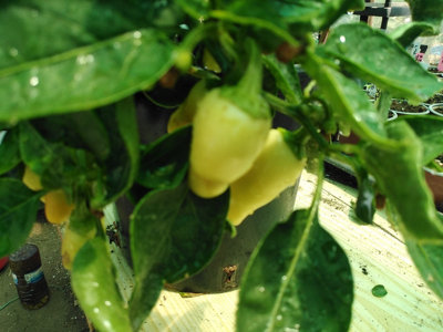 White Jalapeno Seeds10 Fresh Seeds from B&Q