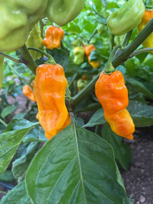 7 Pot Chaguanas Yellow Chilli Seeds10 Fresh Seeds