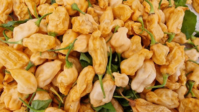 10 Fresh 7 Pot Lobotomy Peach Chilli Seeds