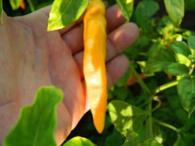 Aji Ahuachapan Chilli Seeds10 Fresh Seeds