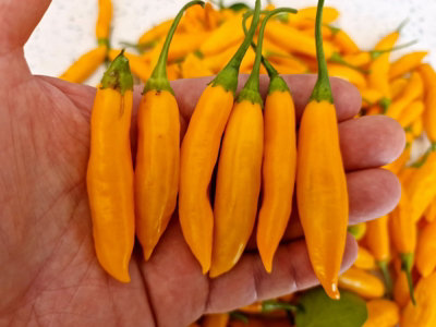 Aji Cito Chilli Seeds10 Fresh Seeds