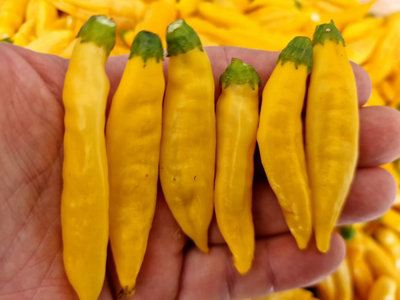 Aji Pineapple Chilli Seeds10 Fresh Seeds