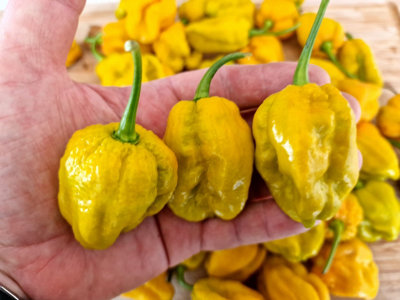 Bhut Jolokia Mustard Chilli Seeds10 Fresh Seeds