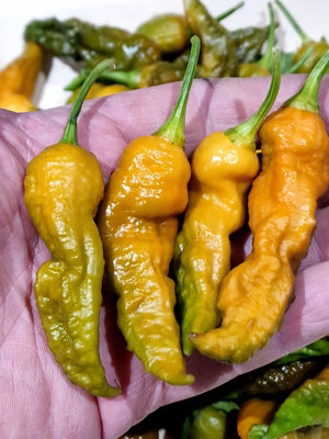 Bhut Jolokia Solid Gold Chilli Seeds10 Fresh Seeds