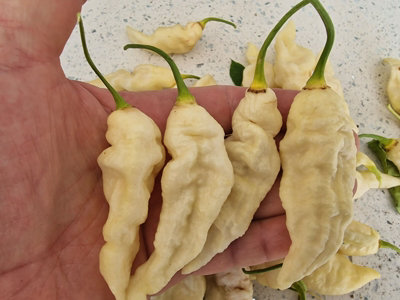 Bhut Jolokia White Jw Chilli Seeds10 Fresh Seeds
