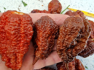 Big Black Mama Chilli Seeds10 Fresh Seeds