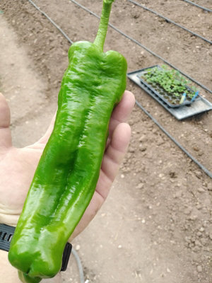 Big Jim Chilli Seeds10 Fresh Seeds