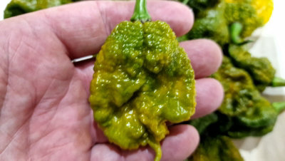 Big Mama Mustard Chilli Seeds10 Fresh Seeds