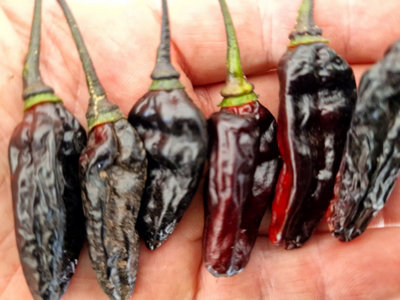 Black Kathumby Chilli Seeds10 Fresh Seeds