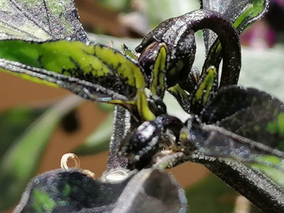 Black Namaqualand Chilli Seeds10 Fresh Seeds