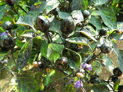 Black Olive Chilli Seeds10 Fresh Seeds