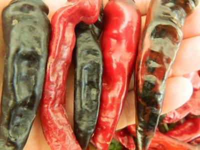 Black Thai Tq Chilli Seeds10 Fresh Seeds from B&Q
