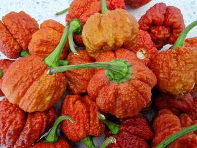Carolina Reaper Caramel Chilli Seeds10 Fresh Seeds