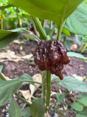 Carolina Reaper Chocolate Chilli Seeds10 Fresh Seeds