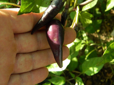 Cayenne Lilac Chilli Seeds10 Fresh Seeds from B&Q