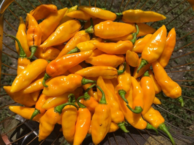 Datil Chilli Seeds10 Fresh Seeds from B&Q