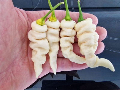Faddas White Chilli Seeds10 Fresh Seeds