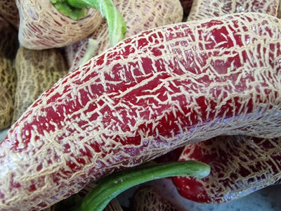  - Farmers Market Jalapeno Chilli Seeds10 Fresh Seeds