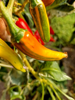  - Fish Pepper Chilli Seeds10 Fresh Seeds