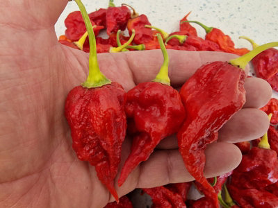 Gasoline Chilli Seeds10 Fresh Seeds from B&Q