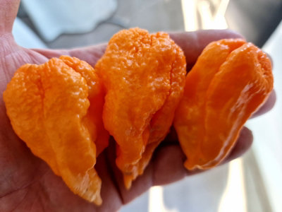 Ghost Yaki Orange Big Chilli Seeds10 Fresh Seeds