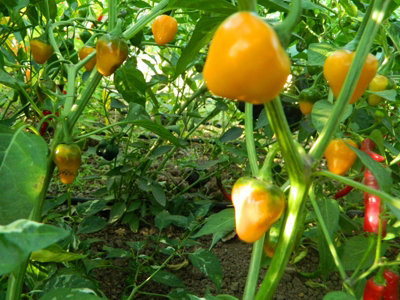 Golden Nugget Variegated Chilli Seeds10 Fresh Seeds from B&Q