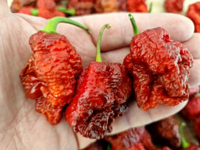 Hellboy Chilli Seeds10 Fresh Seeds from B&Q