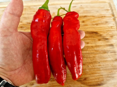 Hj1 Corona Space Chilli Seeds10 Fresh Seeds