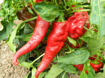 Hj6 Pulsar Space Chilli Seeds10 Fresh Seeds