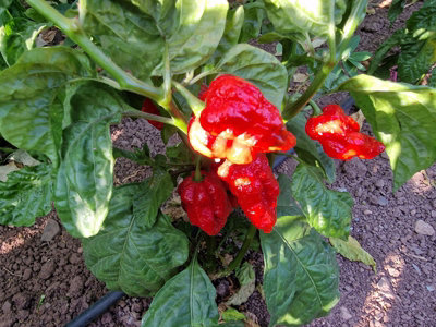 Hurtberry Chilli Seeds10 Fresh Seeds from B&Q