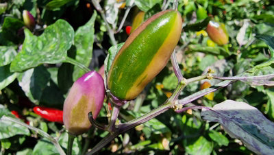 Jalapeno Tiger Chilli Seeds10 Fresh Seeds from B&Q