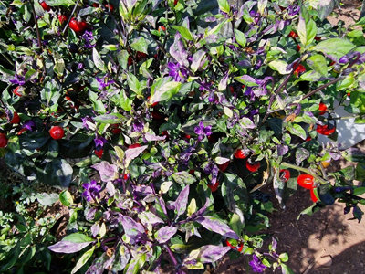 Jigsaw Variegated Chilli Seeds10 Fresh Seeds from B&Q