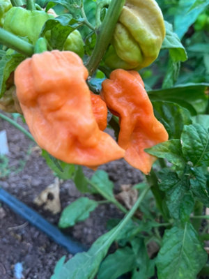 Jigsaw Peach Slp Chilli Seeds10 Fresh Seeds