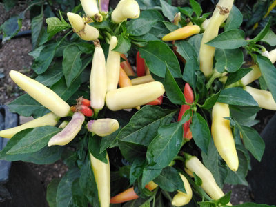 Ks White Thai Chilli Seeds10 Fresh Seeds from B&Q