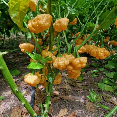 Khang Starr Peach Starrkist Chilli Seeds10 Fresh Seeds