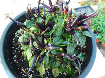 Maya Black Blood Chilli Seeds12 Fresh Seeds