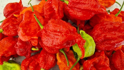 Mutant X Chilli Seeds10 Fresh Seeds