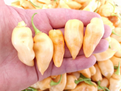 Naga Salmon Chilli Seeds10 Fresh Seeds