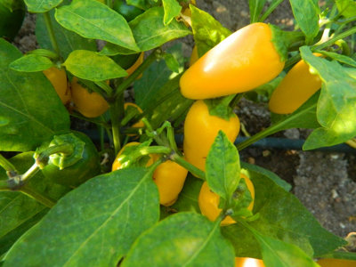 Numex Lemon Spice Jalapeno Chilli Seeds10 Fresh Seeds from B&Q